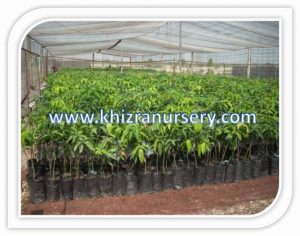 Mango Fruit Tree Plants Nursery Growers Khizra Originates From Southern Asia Mangoes Are Very Por All Over The World Its Plant Grows In To Beautiful Evergreen Tree Mango Start Producing