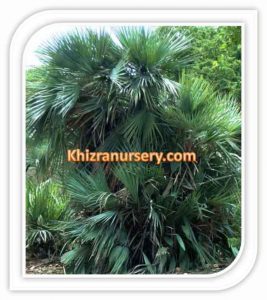 Nannorrhops Ritchiana nannorrhops ritchiana palm