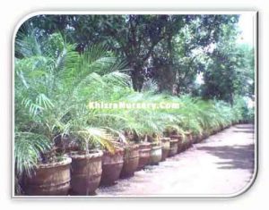 Phoenix roebelenii