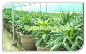 raphis-excelsa