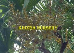 seeds-trachycarpus-fortunei-cold-hardy-palm-seeds