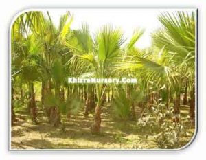 washingtonia