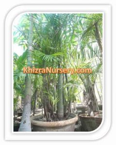 areca-catechu