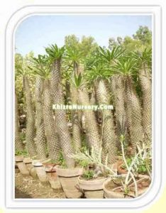 pchypodium