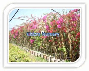 bougainvillea