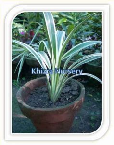 phormium-tenax