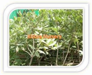 pittosporum-tobira