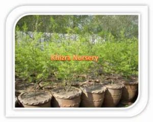 callistemon