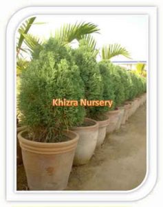 juniperus