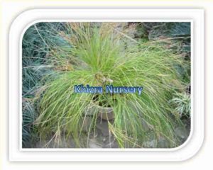 muhlenbergia-rigens