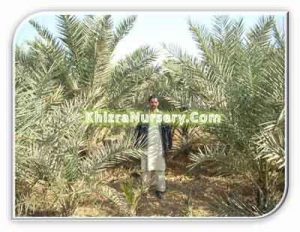 Phoenix Sylvestris