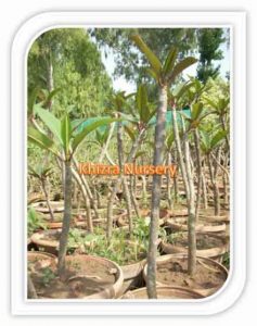 plumeria