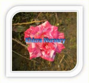 rose-plants