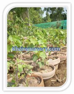 grapes