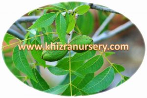 pecan-nut-nursery