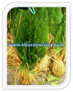 Trachycarpus Wagneri Palm Trees Seeds Seedlings Nursery Thuja Occidentle Trees Nursery