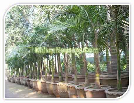 King Palm Tree- Archontophoenix alexandrae, Paradise Nursery