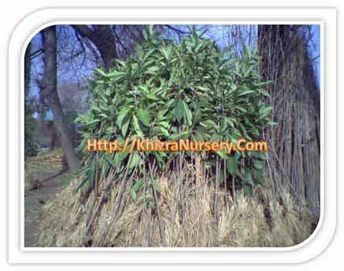 Loquat Plants