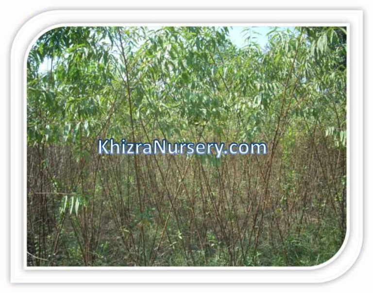 10x Almond Trees For Sale In Bulk, 2meter Height Khizra Nursery