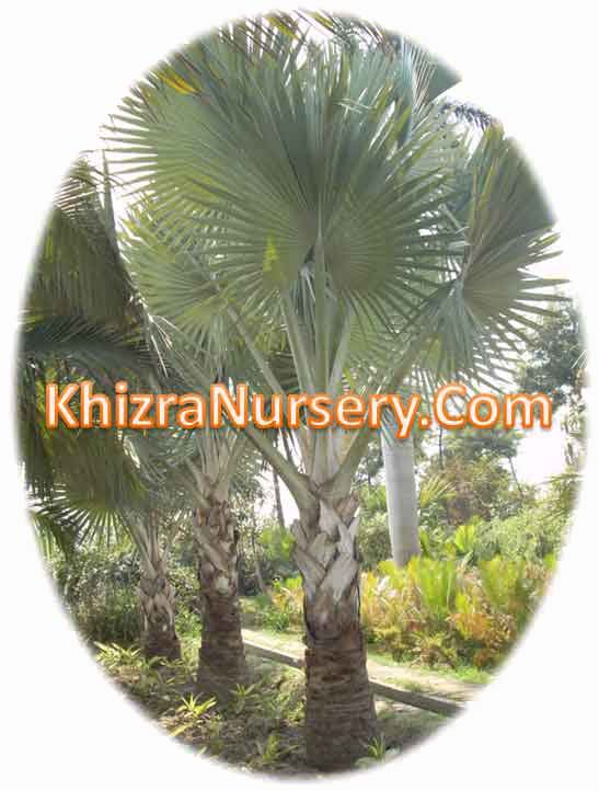 Bismarckia palm trees