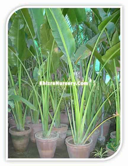 Grow Ravenala - young plants directly available