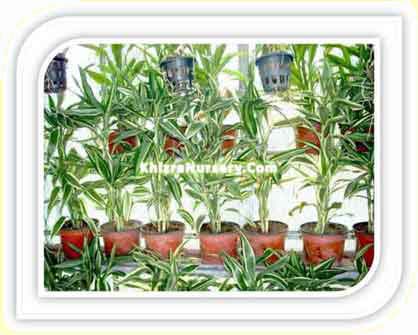 Cordyline Plants For Sale - Image 5