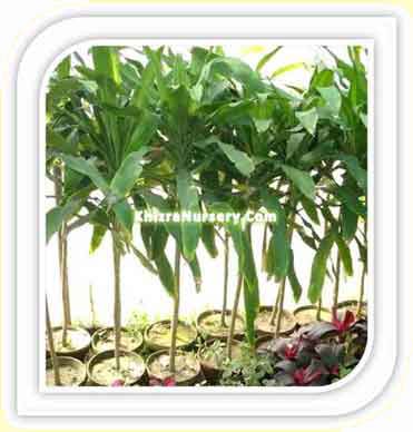 Cordyline Plants For Sale - Image 3