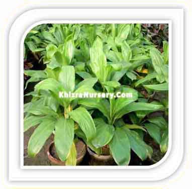 Cordyline Plants For Sale - Image 4
