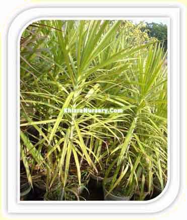 Cordyline Plants For Sale - Image 2