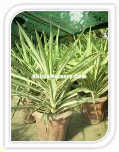 Yucca Elephantipe Silver Star