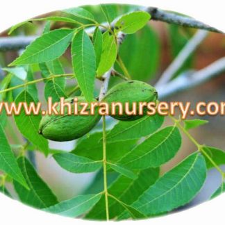 Pecan Nut Plants