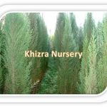 Cupressus sempervirens