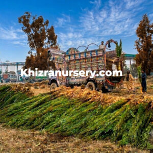 Tall Cupressus sempervirens Italian Cypress tree for sale.