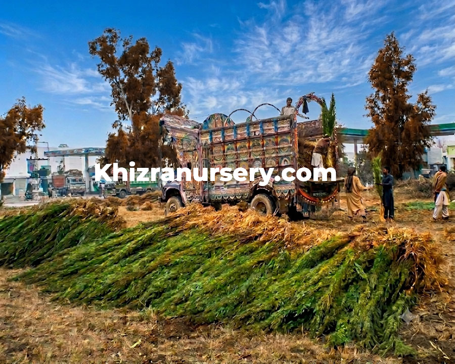 Tall Cupressus sempervirens Italian Cypress tree for sale.
