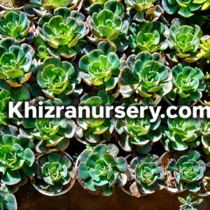 Echeveria Plants