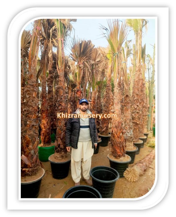 Washingtonia Robusta Fan Palm Trees For Sale 3 Meter Height