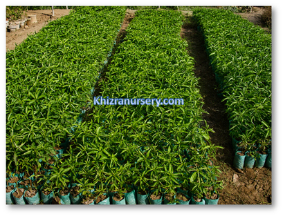 Alstonia Scholaris Devil Tree - Image 2