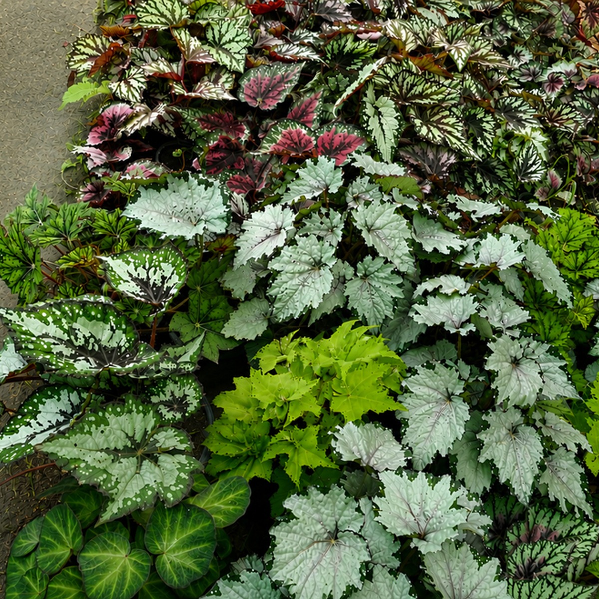 Begonia Plants For Sale