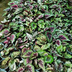 Begonia Rex Cultorum Plants For Sale