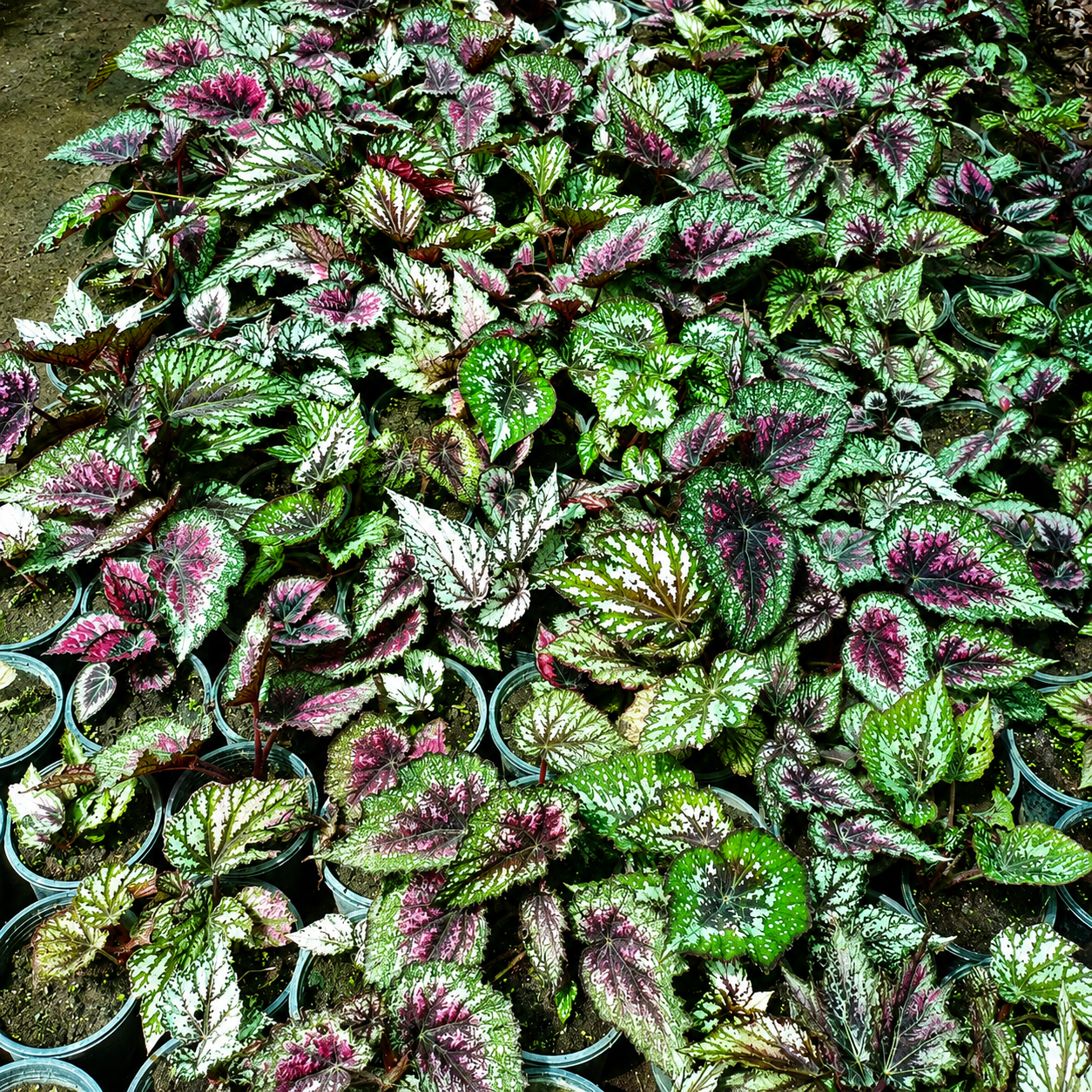 Begonia Rex Cultorum Plants For Sale