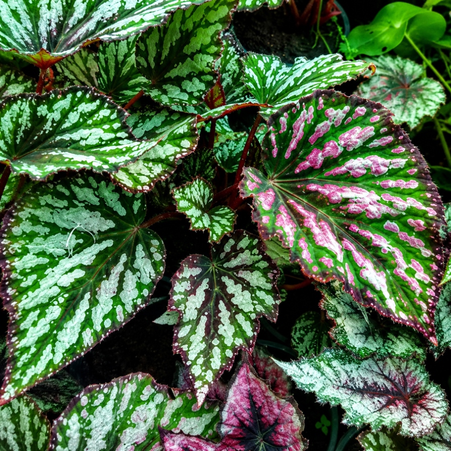 Begonia Rex Plants For Sale