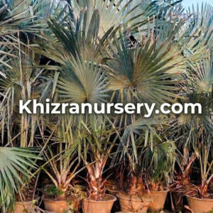 Bismarckia Nobilis Trees For Sale