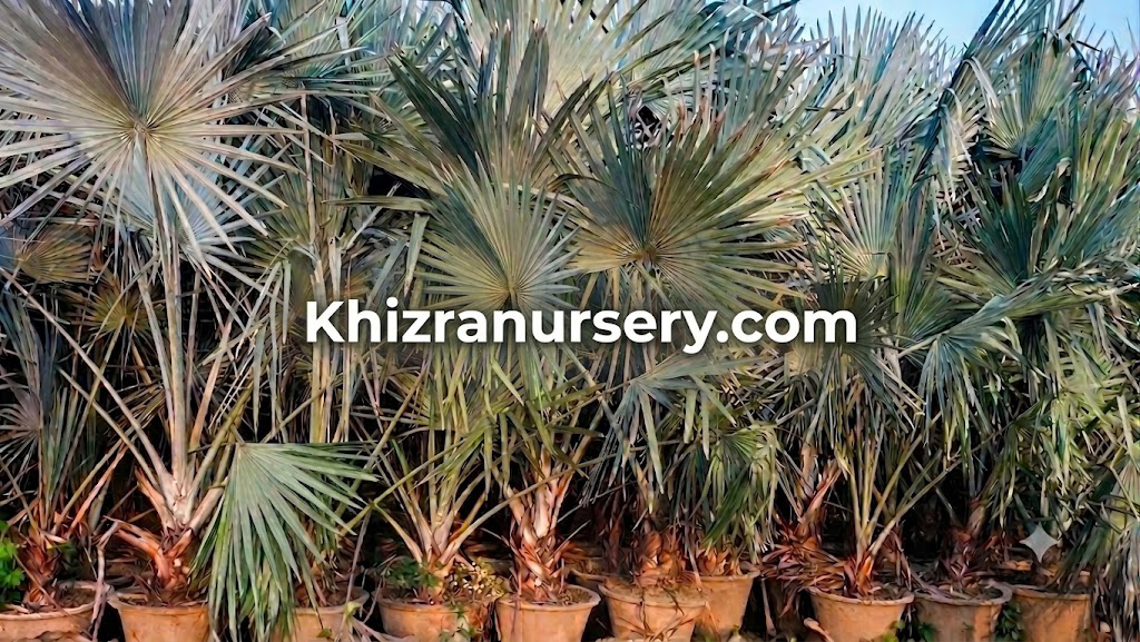 Bismarckia Nobilis Trees For Sale