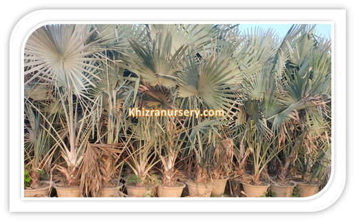 Bismarckia Nobilis Palm Trees