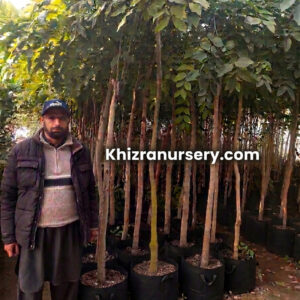 Cassia Fistula Trees Golden Shower Trees