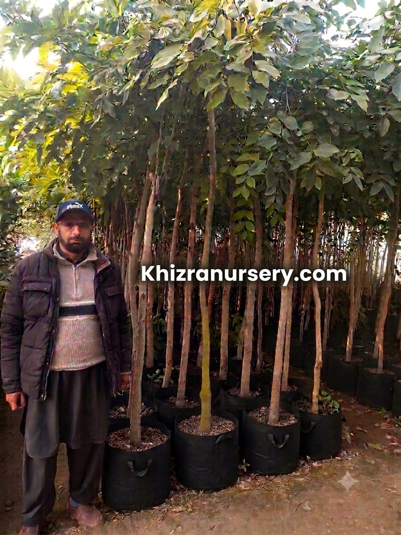 Cassia Fistula Trees Golden Shower Trees