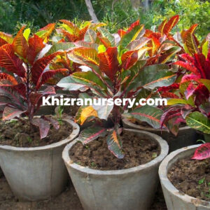 Codiaeum Variegatum For Sale, 4 to 12 inches pots
