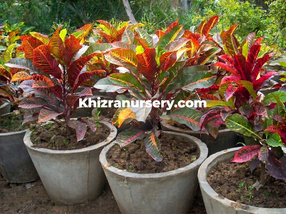 Codiaeum Variegatum For Sale, 4 to 12 inches pots