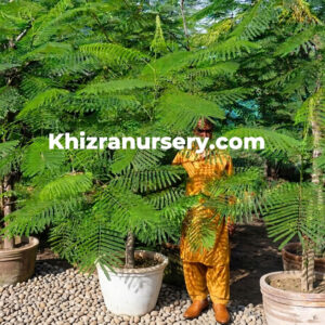 Delonix regia trees 1-4meter tall for sale