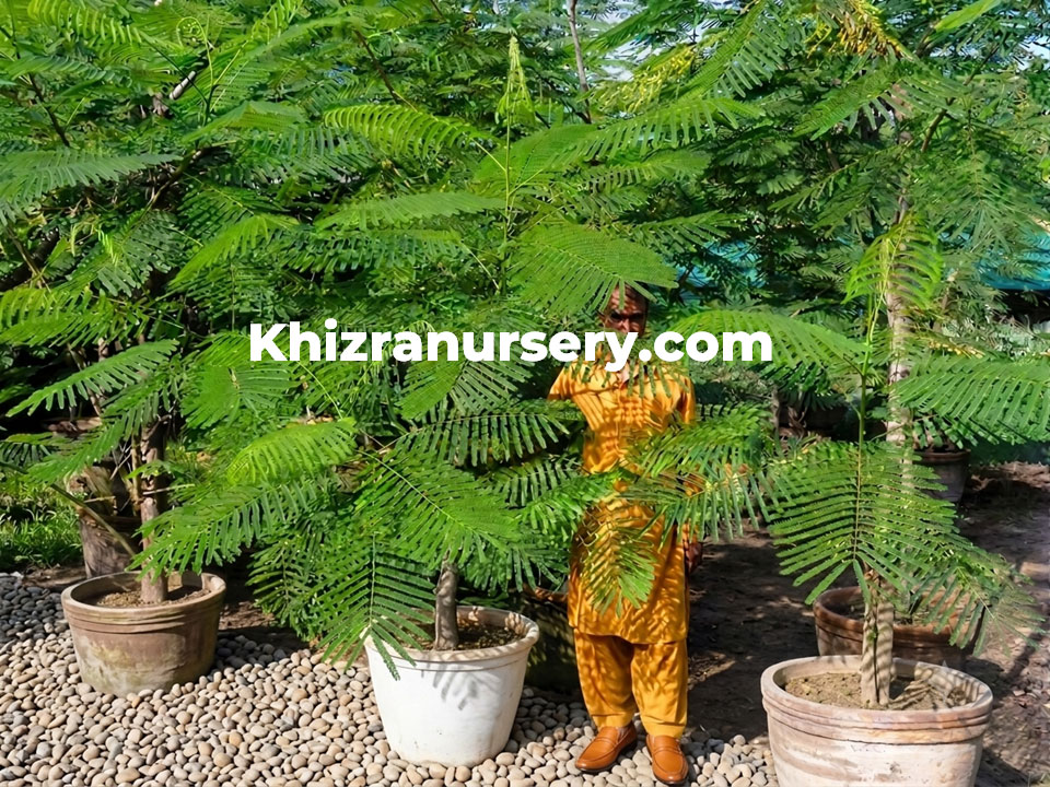 Delonix regia trees 1-4meter tall for sale